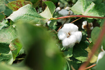 Close up view of raw cotton cocoon in the field