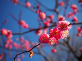 Fototapeta na wymiar 可愛らしいピンクの梅の花