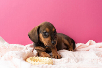 red dachshund puppy lies on a pink blanket