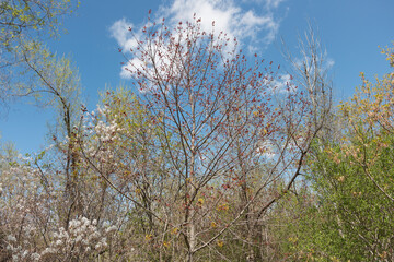 Fototapeta premium spring trees on a blue sky with clouds