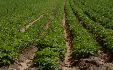 Fototapeta na wymiar Kibbutz in Israel. City in the background. Green ripening soybean field, agricultural landscape. Potato field.