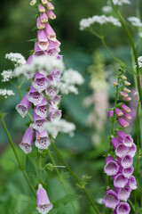 Digitalis or foxglove in a garden © eugen