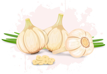 Set of three Garlic vector illustrations with garlic cloves pieces and garlic green beans 