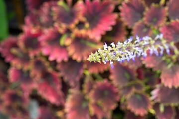 Flower of Coleus Forskohlii, Painted Nettle or Plectranthus scutellarioides is a Thai herb in the garden on blur leaf background.