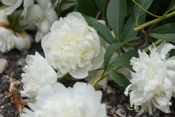 white peony blossoms under cloudy sky