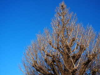 青空と大きな木