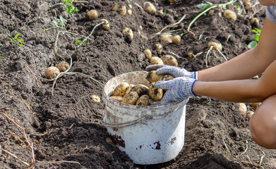 Obraz premium Potatoes grown in his garden. The farmer holds vegetables in his hands. Food.