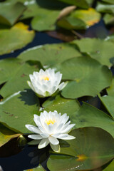 Obraz na płótnie Canvas white water lilly