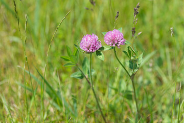 clover in the grass