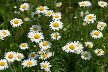 Fototapeta premium field of daisies