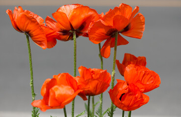 Obraz premium poppies in the sun on a neutral background