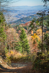 Autumn forest on the mountain hiking trail