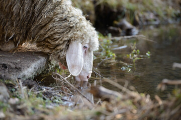 White sheep, drinking natural whater