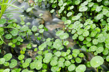 Hydrocotyle vulgaris and water flowing