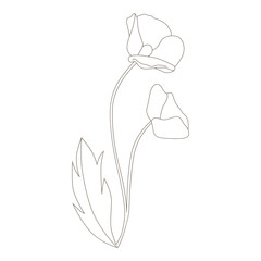 spring flower, vector