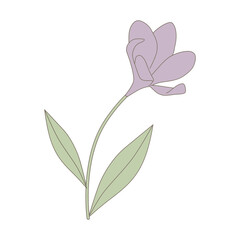 spring flower, vector