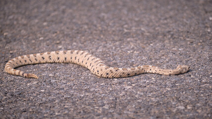 Dead Rattlesnake in the desert