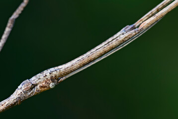 Portrait of White-kneed Stick Insect - Acacus sarawacus, unique special insect from Sarawak forests, Borneo, Malaysia.