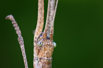 Fototapeta premium Portrait of White-kneed Stick Insect - Acacus sarawacus, unique special insect from Sarawak forests, Borneo, Malaysia.