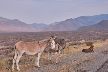 Donkeys in Death Valley. Blurry Mountains in Background