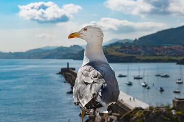 gull with sea and population in the background