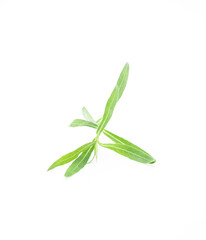 Fototapeta na wymiar green leaf isolate on white background