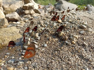 Butterflies in the river