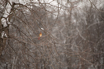 Female Cardinal in Snowy Tree