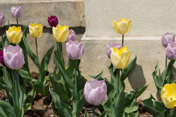 yellow and pink mauve tulips growing near a stone wall