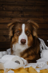Dog is alone at home entertaining by eating toilet paper. Charming brown Australian Shepherd puppy...