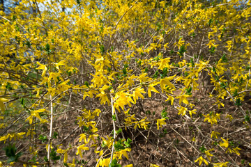flowering shrub in spring