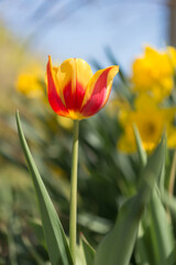 spring flowers on a fair day in the garden