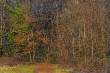 Obraz premium Entrata nel bosco