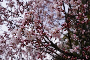 桜　2022年4月