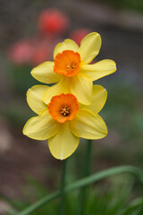 two yellow and orange narcissus in delicate light
