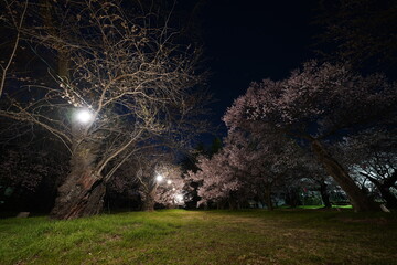 桜　2022年4月