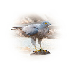 Shikra perching on a stone looking into a distance