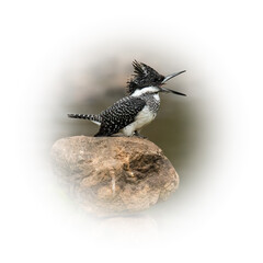 Crested Kingfisher perching on a stone with beak open