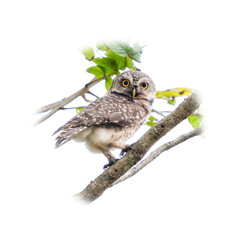 Spotted Owlet perching on tree branch looking straight at the camera