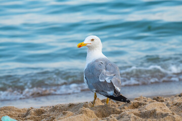 Fototapeta premium Big seagull on the sea beach at the clear summer evening, wild nature birds