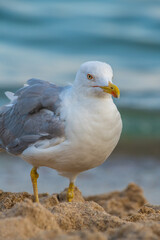 Big seagull on the sea beach at the clear summer evening, wild nature birds