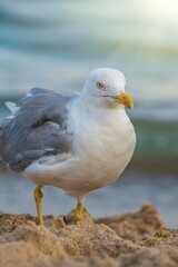 Big seagull on the sea beach at the clear summer evening, wild nature birds