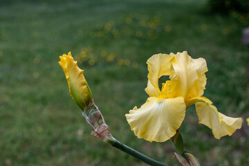 Yellow Iris
