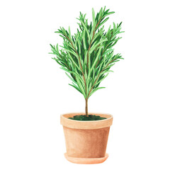 Bouquet fresh rosemary in ceramic pot. Watercolor illustration Isolated on white background. Art for design, textiles