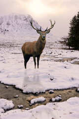 Composite image of stunning red deer stag in Scottish lHighlands landsdcape during beautiful sunrise