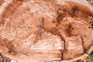 Saw cut tree, background, wood texture poplar
