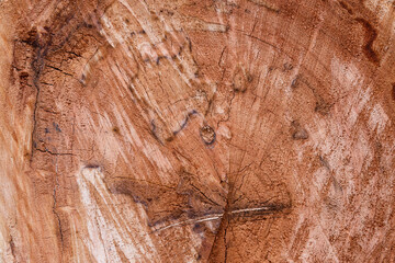Saw cut tree, background, wood texture poplar