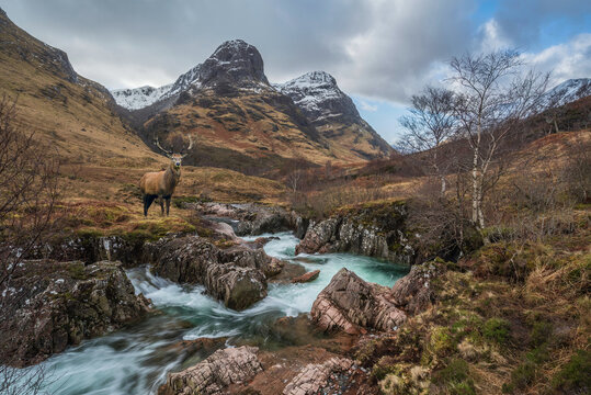 Composite image of beautiful red deer stag in Glencoe in Scottish Highlands in Winter with River Coe in foreground