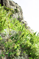 
trail in itatiaia national park in brazil