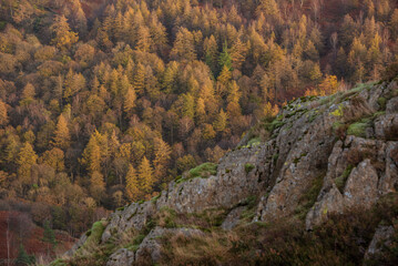 Stunning vibrant Autumn landscape image of forest woodlands around Holme Fell in Lake District